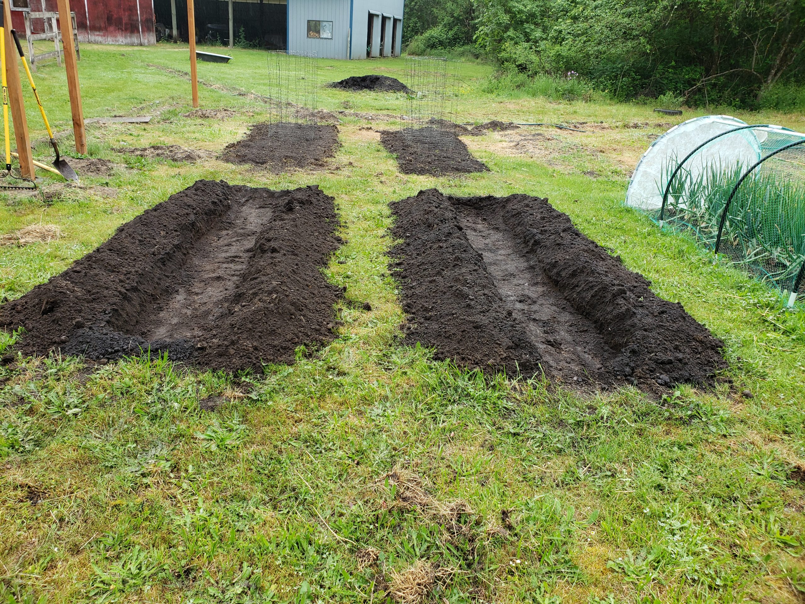 Growing Garlic Old Guy Gardener