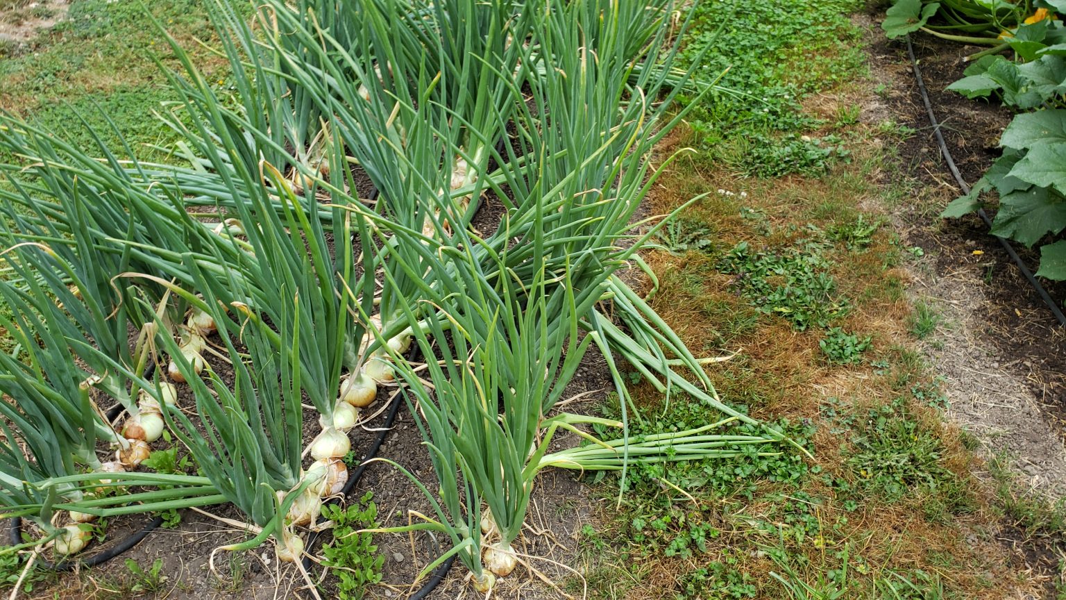 When And How To Harvest Onions